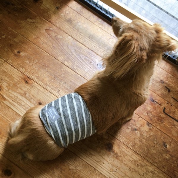 画像6: マナーベルト 綿麻ボーダー